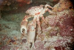Picture take on the Molassas Reef near Key Largo Florida.... by Chris Rehkopf 